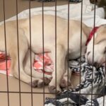 【猟犬の仔犬と山入り】カシンVSブラックキャットの場外乱闘