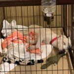 【有料級】猟犬を入手する3つの方法と相場、失敗しない選び方