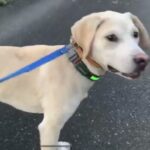 生後5ヶ月の猟犬の仔犬がイノシシに吠えて追いかける