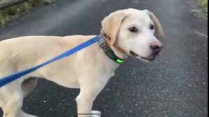 生後５ヶ月の猟犬の仔犬がイノシシに吠えて追いかける