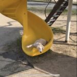 イキがった猟犬の仔犬がイノシシから反撃される