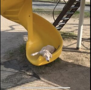 イキがった猟犬の仔犬がイノシシから反撃される