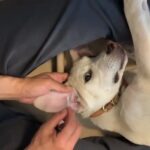 猟犬の歯磨き、耳掃除、爪切りをやってる光景