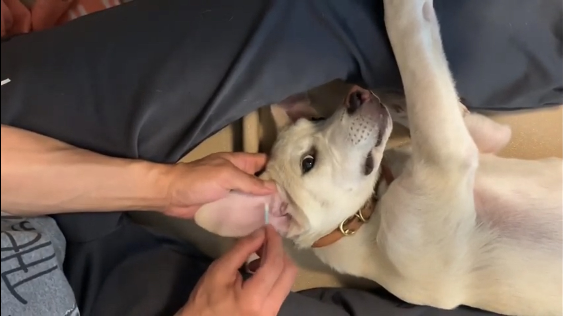 猟犬の歯磨き、耳掃除、爪切りをやってる光景