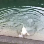 【ストレス?】猟犬の仔犬の体調不良がつづく…【拾い食い?】