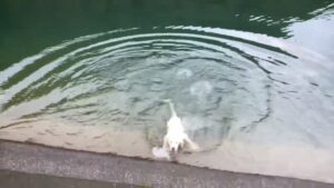 【ストレス?】猟犬の仔犬の体調不良がつづく…【拾い食い?】