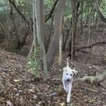 猟犬の仔犬連れて山登りをしてみた!