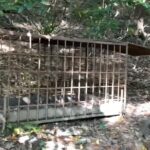 猟犬の仔犬と山登りついでに箱罠巡り