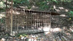 猟犬の仔犬と山登りついでに箱罠巡り