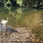 【猟犬の仔犬と山登り】『自然的』なものと触れ合う