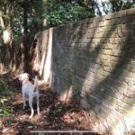 【猟犬の仔犬と散歩】こんな山奥にまさかの構造物が？！