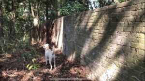 【猟犬の仔犬と散歩】こんな山奥にまさかの構造物が?!