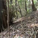 猟犬の仔犬と散歩中、５０〜６０kgのイノシシを起こす！