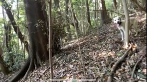 猟犬の仔犬と散歩中、50〜60kgのイノシシを起こす!