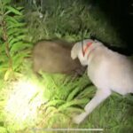 【リアルガチ】猟犬の仔犬vs野生の子イノシシ【閲覧注意】