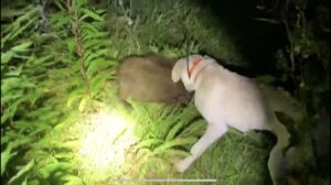 【リアルガチ】猟犬の仔犬vs野生の子イノシシ【閲覧注意】