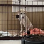 猟犬の仔犬VSルンバ
