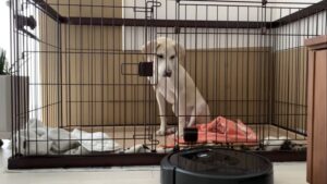 猟犬の仔犬VSルンバ