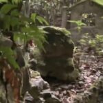 【猟犬の仔犬と山登り】新椿トンネルの山奥に驚きの光景が?!