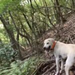 【猟犬と山登り】装備品の紹介をしてたら、まさかのイノシシが!
