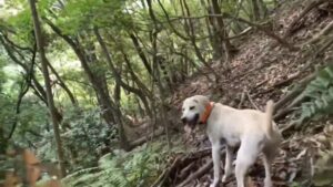 【猟犬と山登り】装備品の紹介をしてたら、まさかのイノシシが！