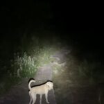 【猟犬の仔犬と散歩】親イノシシに返り討ちにあう