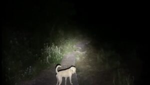 【猟犬の仔犬と散歩】親イノシシに返り討ちにあう