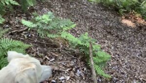 【我が家の格言】レディファーストならぬドッグファースト?w