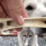 【異種格闘技戦？】猟犬の子犬vs子牛の骨【愛犬のおやつ】