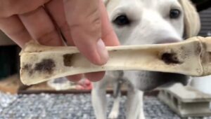 【異種格闘技戦?】猟犬の子犬vs子牛の骨【愛犬のおやつ】