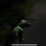 【リアルガチ】猟犬の仔犬vs野生の子イノシシ【閲覧注意】Part.2