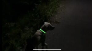 【リアルガチ】猟犬の仔犬vs野生の子イノシシ【閲覧注意】Part.2