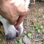 【リアルガチ】猟犬の仔犬vs親方【閲覧注意】