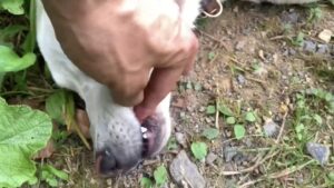 【リアルガチ】猟犬の仔犬vs親方【閲覧注意】