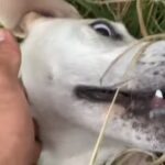 【狩猟】ぶっ飛ぶ猟犬の訓練の仕方について考察してみる