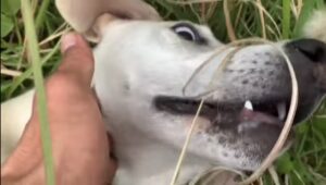 【リアルガチ】猟犬の仔犬vs親方【閲覧注意】Round 2