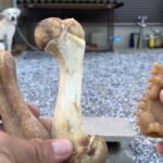 【猟犬】歯磨きおやつの好みの検証【愛玩犬】