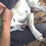 【もちろん愛玩犬にも!】猟犬の歯磨きと耳そうじ