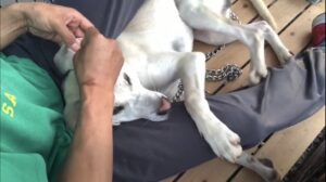 【もちろん愛玩犬にも！】猟犬の歯磨きと耳そうじ