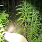 【リアルガチ】猟犬の仔犬vs野生の子イノシシ【閲覧注意】Part.3