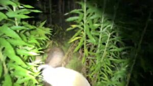 【リアルガチ】猟犬の仔犬vs野生の子イノシシ【閲覧注意】Part.3