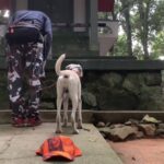 【JB64】ジムニーおじちゃんのハンティングライフ【猟犬と山へ】