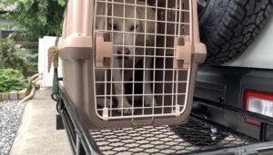 JB64ジムニーにワイルドグースのミニバスケットをつけてみた！