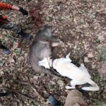 【有害駆除】狩猟犬見習いカシンお手柄!【2頭目】