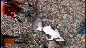 行方不明になった猟犬を探して欲しいです