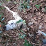 【単独猟】狩猟犬見習いカシンがイノシシを寝屋止めか?!