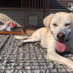 これから猟犬を飼育して狩猟をされる方へ