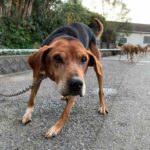 【狩猟】猪猟犬としての天寿を考えさせられる【有害駆除】