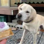 【愛玩犬と違う?】猟犬のエサについて考察してみる【狩猟】