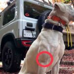 猟犬見習いカシンがイノシシに、コッソリ斬られていた件